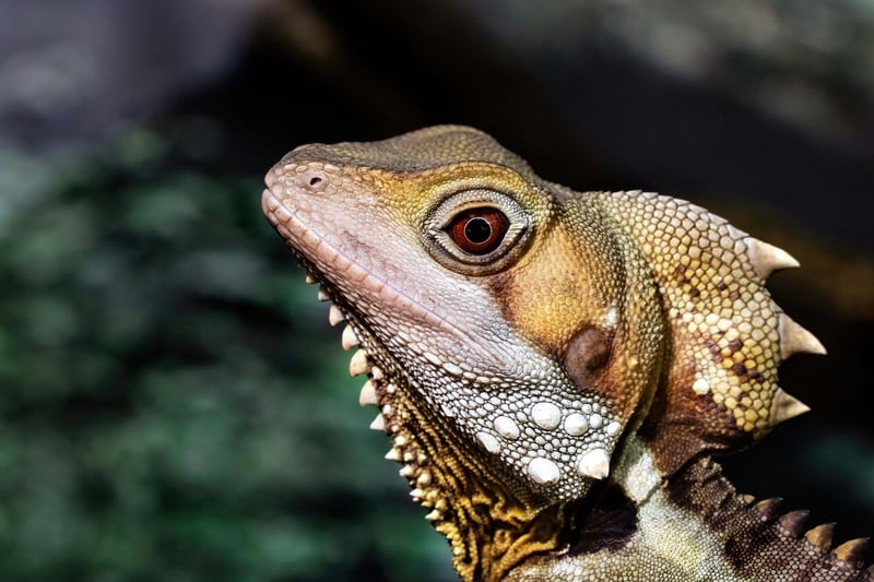 Dragon Delight Image